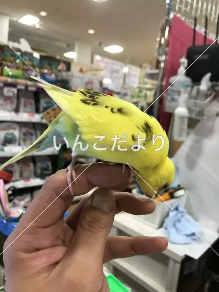 保護鳥の写真