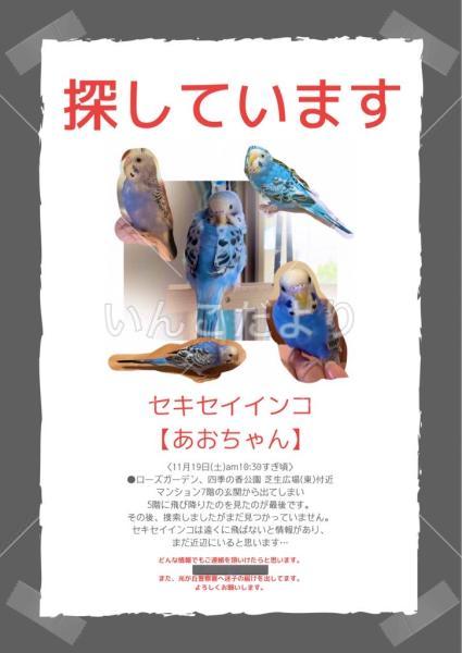 迷い鳥の写真