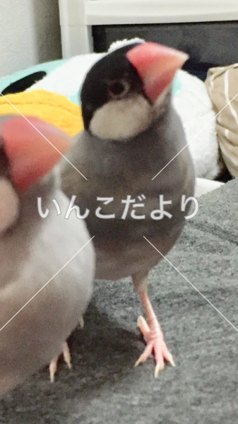 迷い鳥の写真