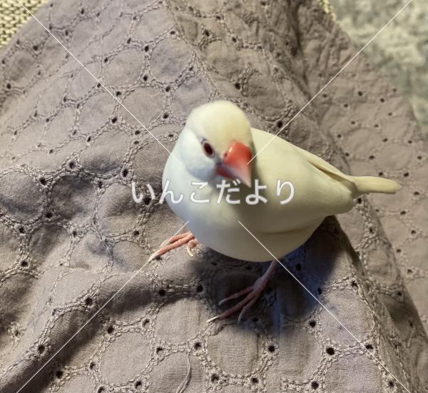 迷い鳥の写真