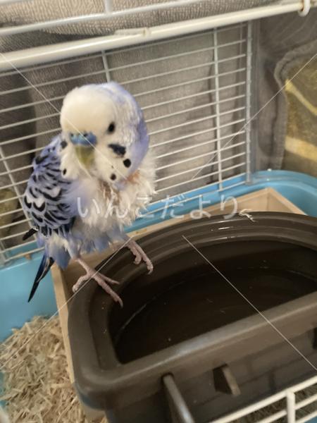 保護鳥の写真
