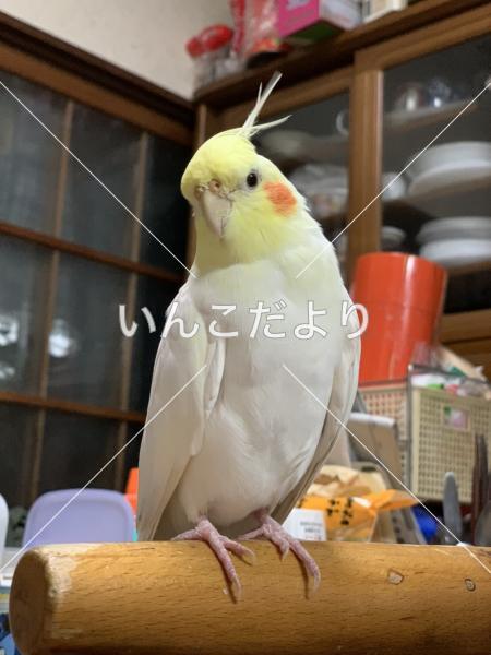 迷い鳥の写真