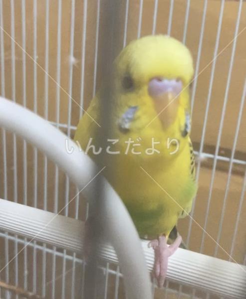 迷い鳥の写真