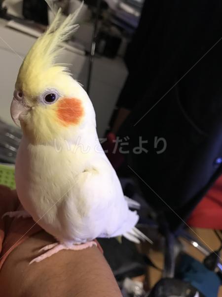 迷い鳥の写真