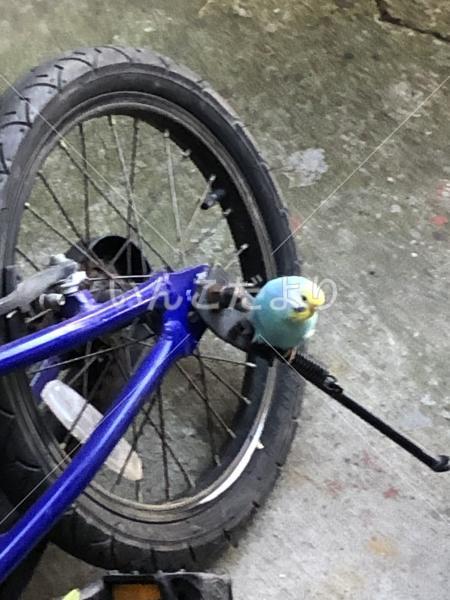 保護鳥の写真