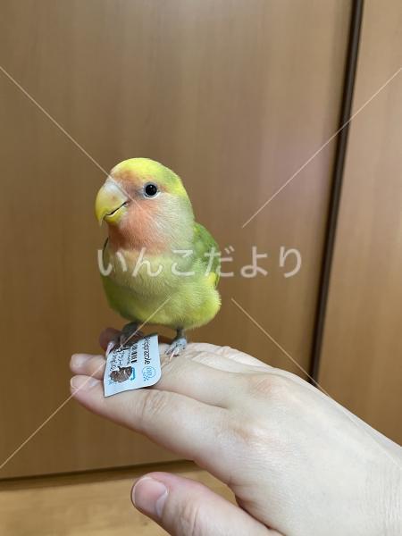 迷い鳥の写真