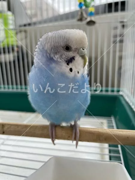保護鳥の写真