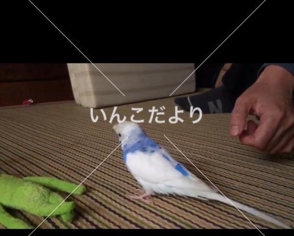 迷い鳥の写真