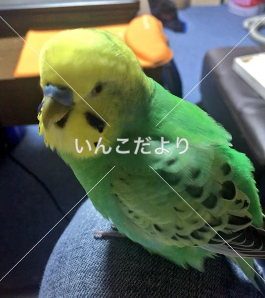 迷い鳥の写真