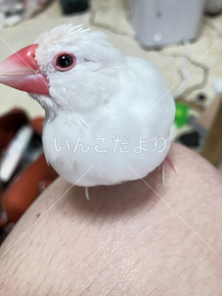 迷い鳥の写真