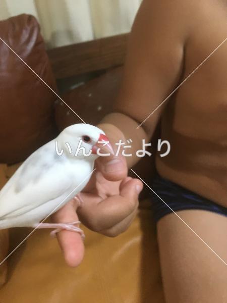 迷い鳥の写真
