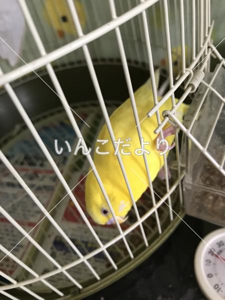 保護鳥の写真