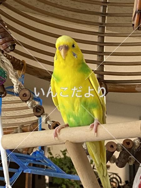 迷い鳥の写真