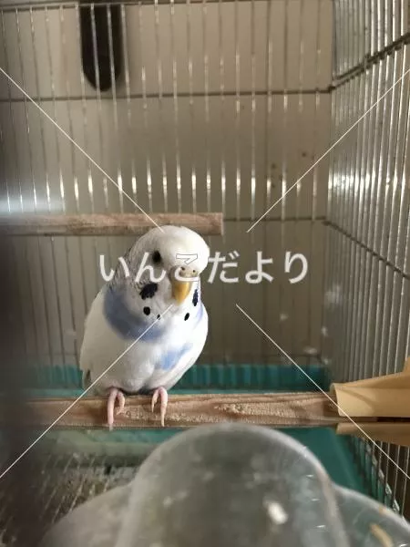 保護鳥の写真