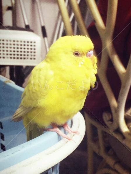 保護鳥の写真