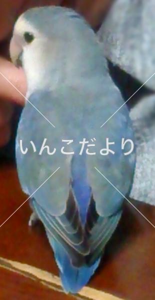 迷い鳥の写真