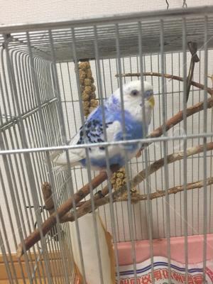 保護鳥の写真