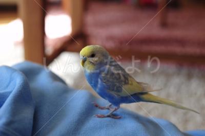 迷い鳥の写真