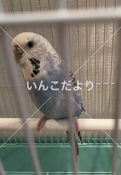保護鳥の写真
