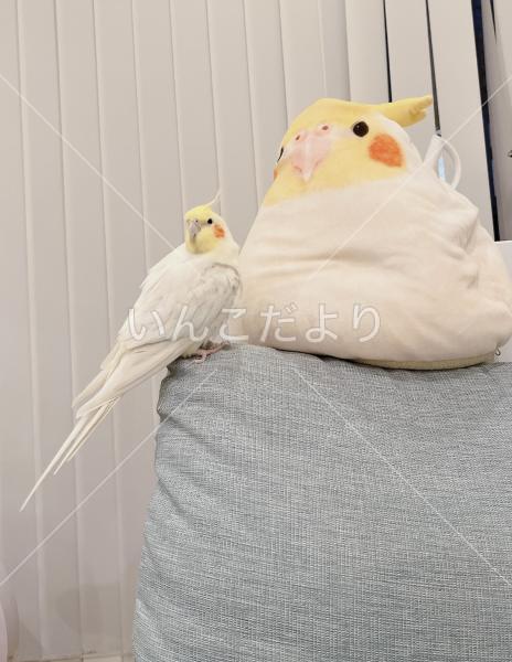 迷い鳥の写真