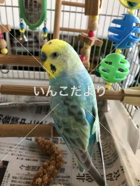 保護鳥の写真