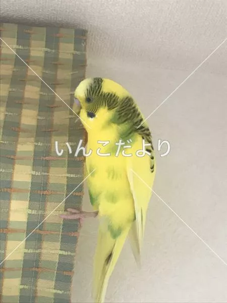保護鳥の写真