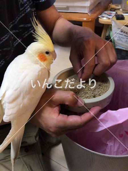 迷い鳥の写真