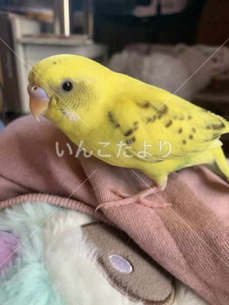 迷い鳥の写真
