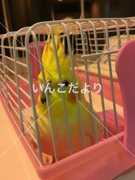 保護鳥の写真