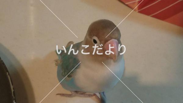 迷い鳥の写真
