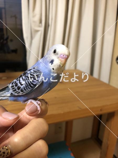 保護鳥の写真