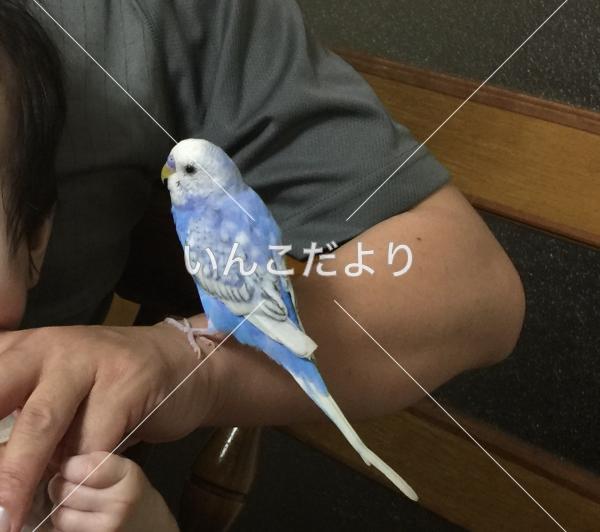 迷い鳥の写真