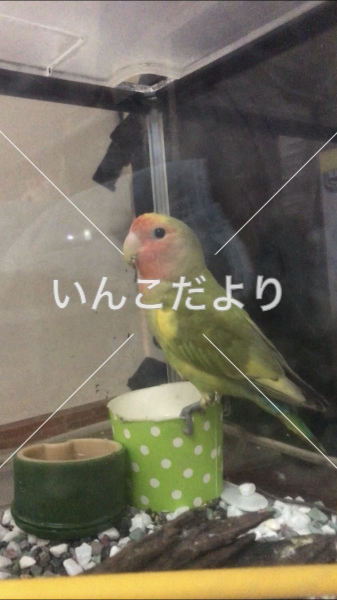 保護鳥の写真