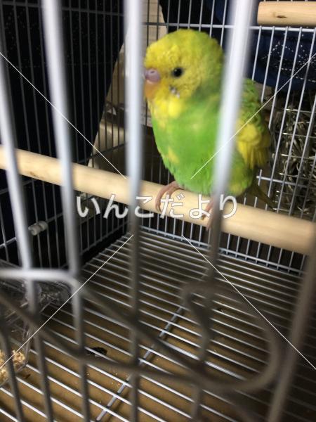 保護鳥の写真