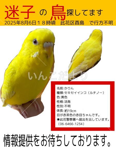 迷い鳥の写真