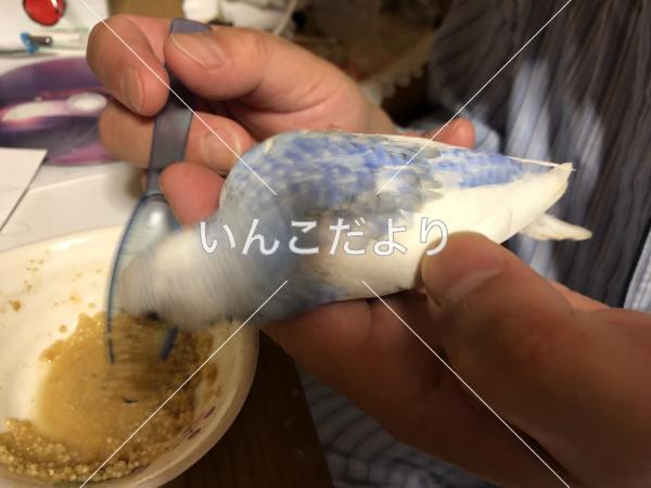 迷い鳥の写真
