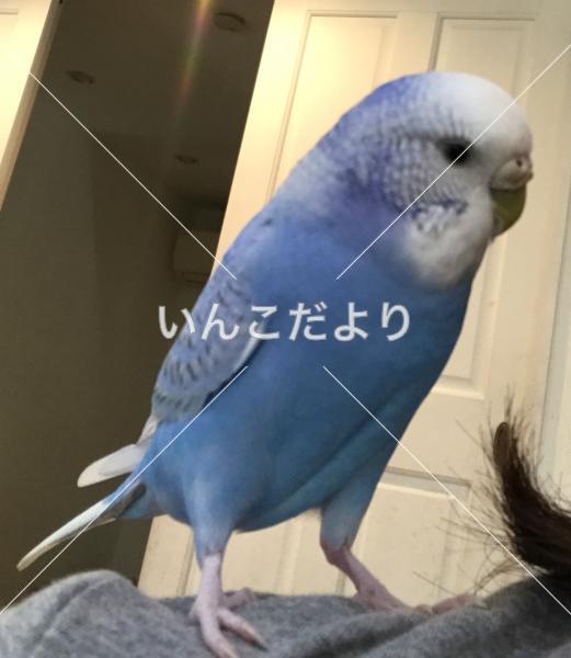 迷い鳥の写真
