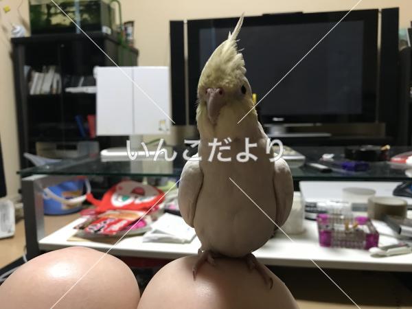 迷い鳥の写真