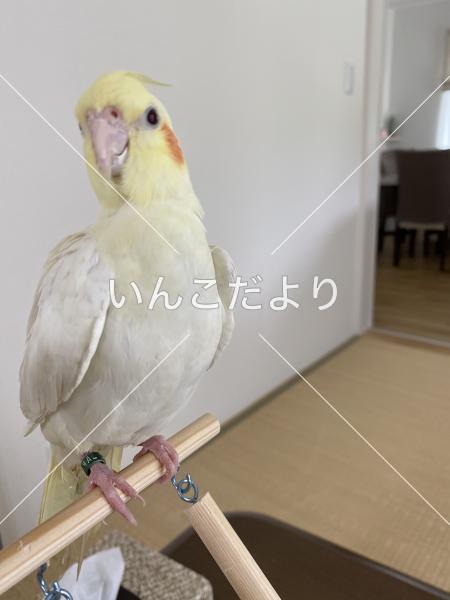 迷い鳥の写真