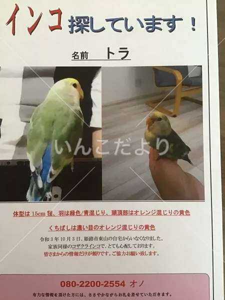 迷い鳥の写真