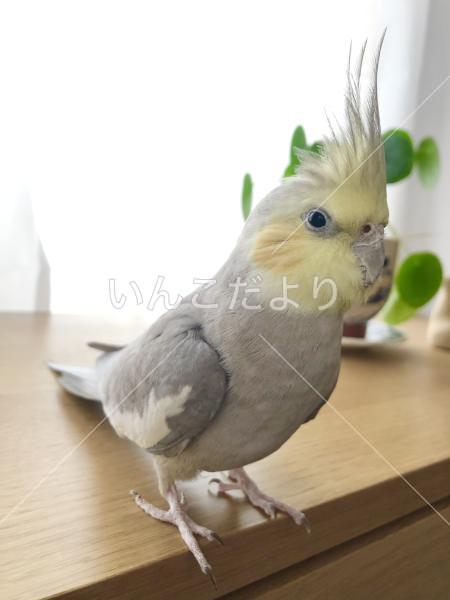 迷い鳥の写真