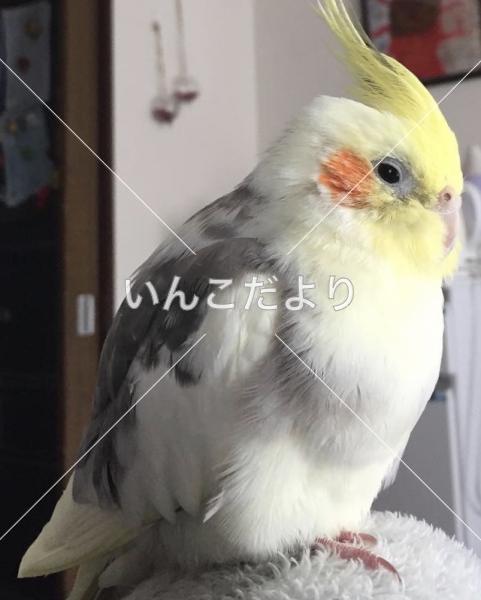迷い鳥の写真