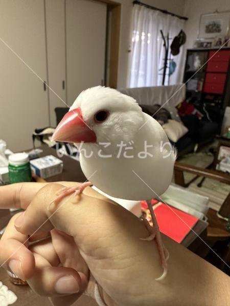 迷い鳥の写真