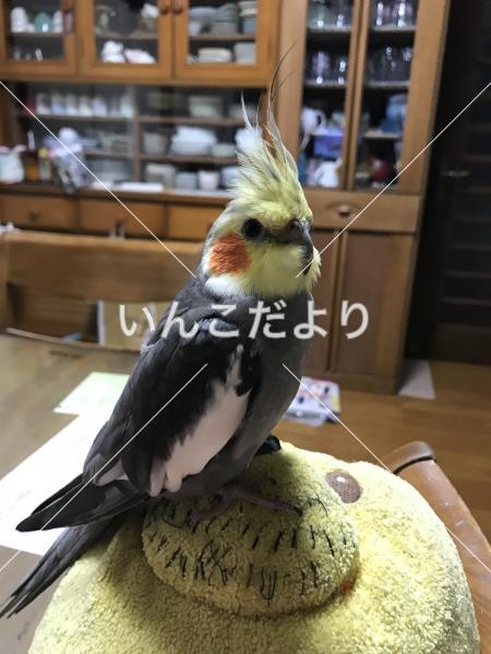 迷い鳥の写真