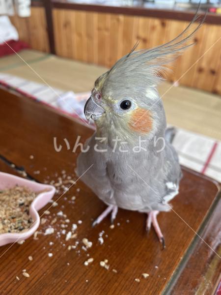 迷い鳥の写真