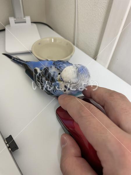 保護鳥の写真