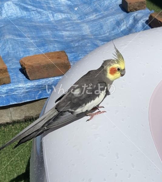保護鳥の写真