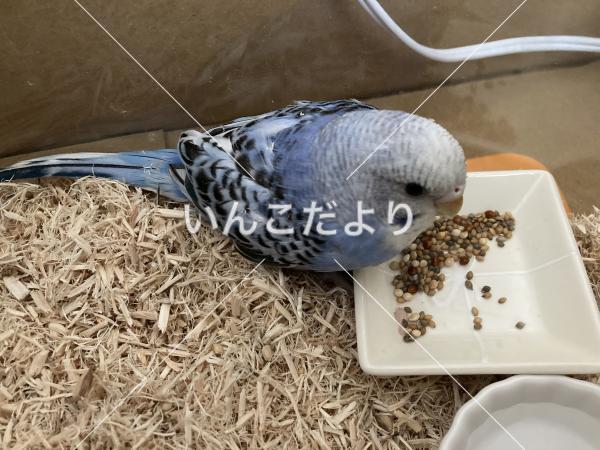 保護鳥の写真