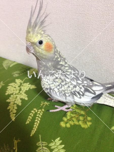 迷い鳥の写真