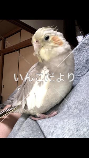 迷い鳥の写真